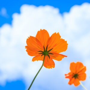 VESTIDO PEQUENO BIVIK WOO-TESTE